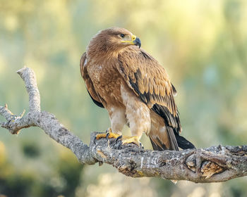 Close-up of golden eagle perching on branch