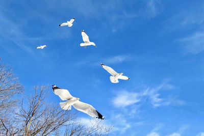 Low angle view of seagulls in blue sky