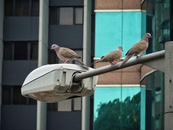 Birds perching on a window