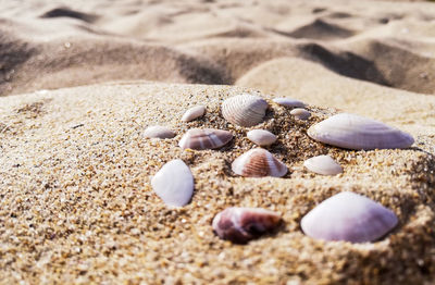 Close-up of shells on sand