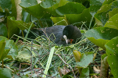 Close-up of a bird