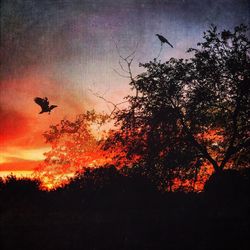 Low angle view of silhouette birds flying against sky during sunset