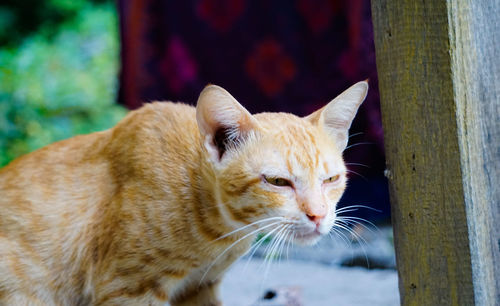 Close-up of a cat looking away