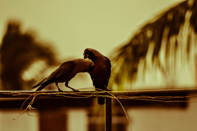 Close-up of insect on wall