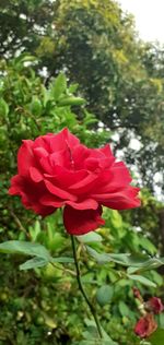 Close-up of red rose flower