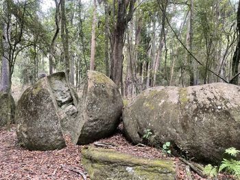 Panoramic shot of trees in forest