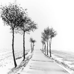 Scenic view of road by trees against clear sky