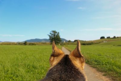 Close-up of horse on field against sky