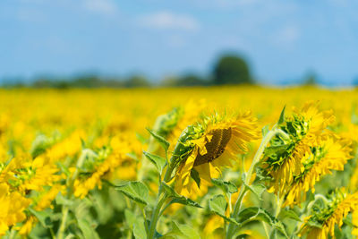 Close-up of fresh yellow sunflower field