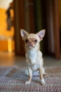 Portrait of dog sitting on floor at home