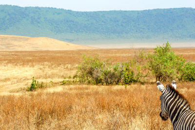 Zebra on countryside landscape