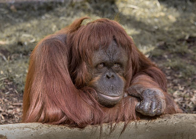 Orangutan relaxing on field
