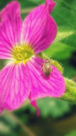 Close-up of insect on pink flower