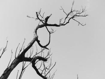 Low angle view of bare tree against clear sky