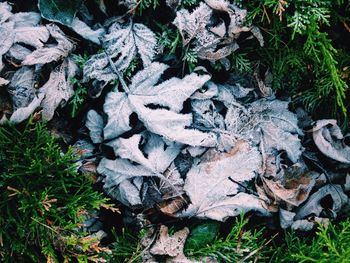 High angle view of frozen leaves amidst plants during winter