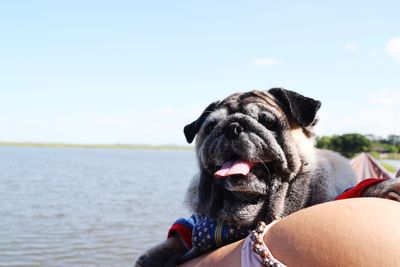 Close-up of dog against sky