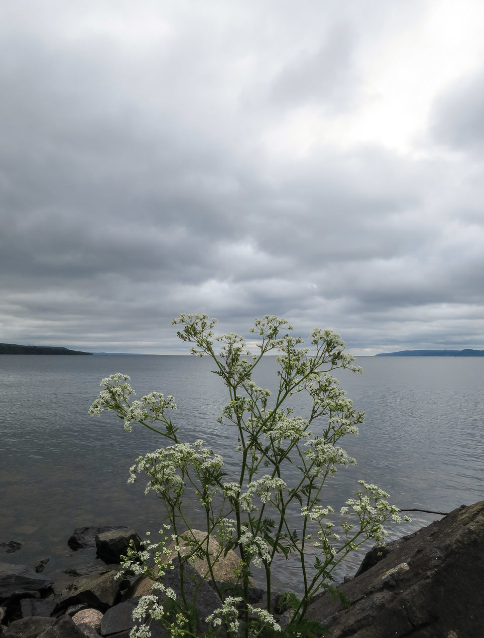 sea, water, sky, horizon over water, tranquil scene, tranquility, beach, beauty in nature, scenics, cloud - sky, nature, cloudy, shore, tree, cloud, growth, plant, coastline, overcast, idyllic