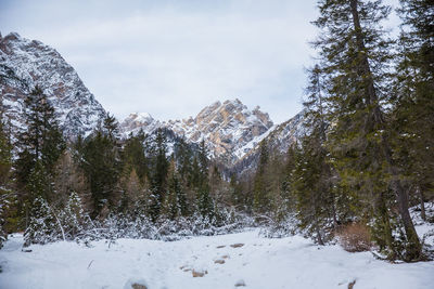 Snow covered land and trees against sky