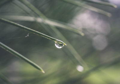Close-up of water drops on plant