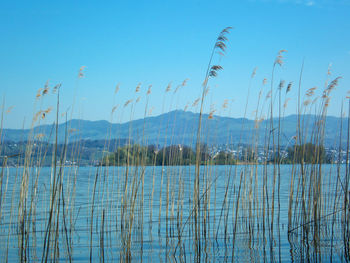 Scenic view of lake against clear blue sky