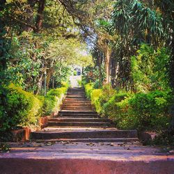 Staircase in forest