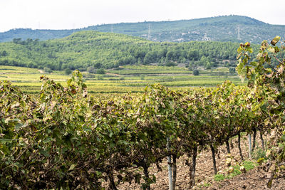 View of vineyard