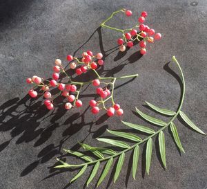 High angle view of berries growing on plant