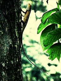 Close-up of tree trunk