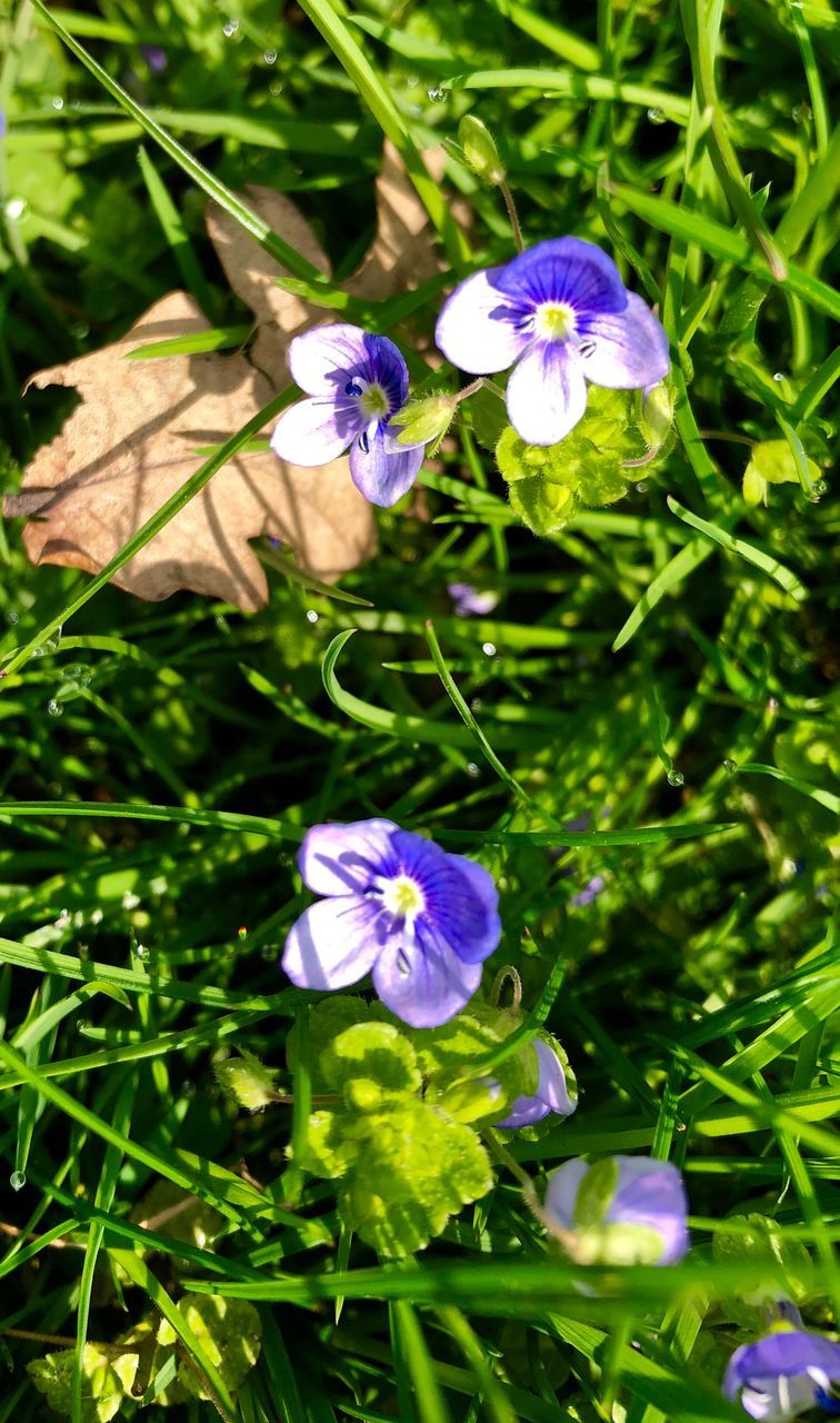 flowering plant, flower, plant, vulnerability, fragility, beauty in nature, freshness, purple, petal, growth, flower head, close-up, inflorescence, nature, no people, day, green color, high angle view, leaf, land