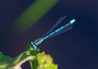 Close-up of a dragonfly