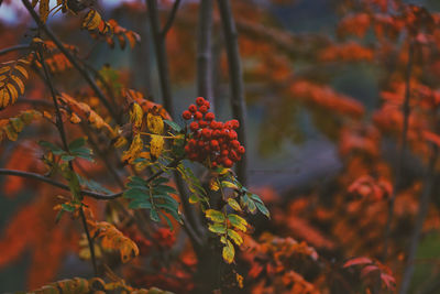 Close-up of red berries growing on tree during autumn