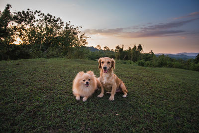 Dog in a field