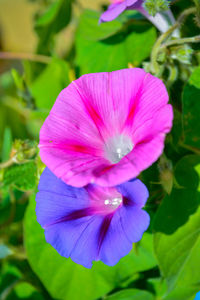 Close-up of hibiscus blooming outdoors