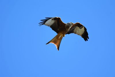 Low angle view of red kite flying against blue sky