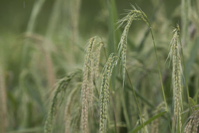 Close-up of stalks in field