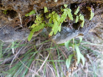 Close-up of plants