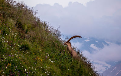 Plants growing on land against sky