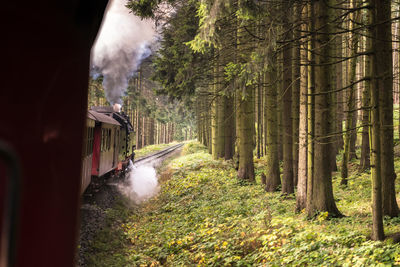 Road amidst trees in forest