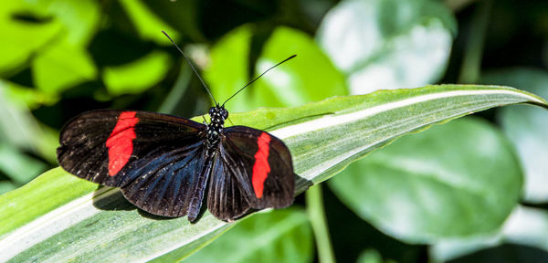 Butterfly on leaf