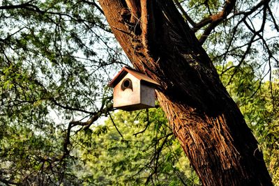 Low angle view of bird perching on tree