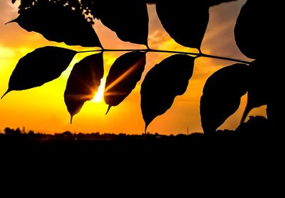 Silhouette leaves on field against sky during sunset