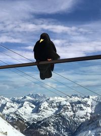 Bird on snow covered mountain against sky