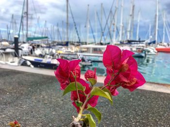 Close-up of pink roses by moored at harbor