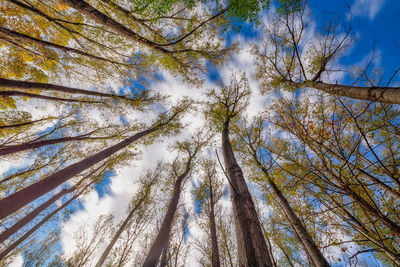 Nice poplar trees from bottom view in a sunny day in spain, long exposure picture