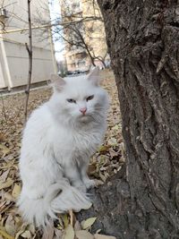 White cat sitting by tree trunk