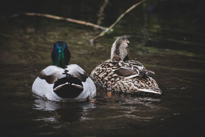 Two ducks in a lake