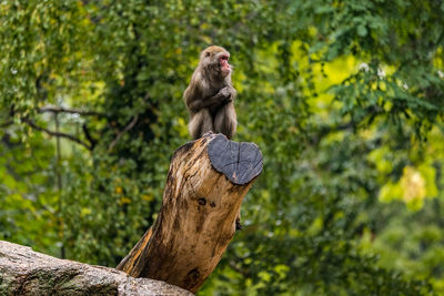 A pensive baboon monkey sits wet on a tree stump, berlin zoo, germany