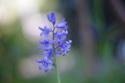 Close-up of purple flowering plant