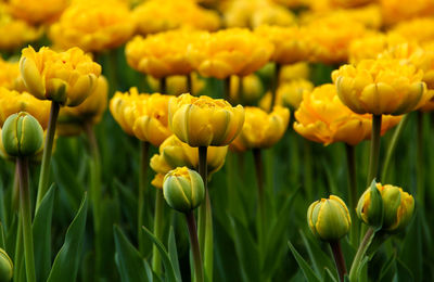 Close-up of yellow flowers blooming outdoors