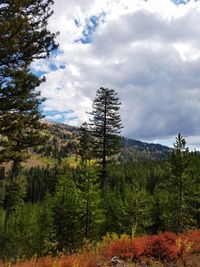 Pine trees in forest against sky